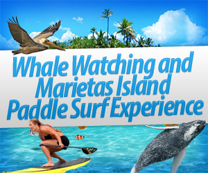 whale watching and paddle surf marietas island experience